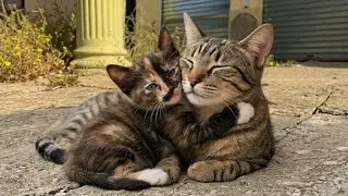 The little kitten is very shy and comes to eat cautiously, but when she likes the food, she gives in