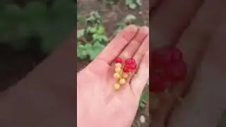 дачный сезон  17 июня 2022 год