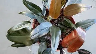 Red Emerald Philodendron