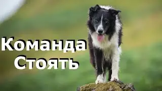 74. Команда Стоять. Как научить собаку команде стоять