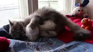 Котик Ивашка
