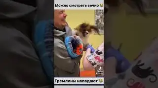 Педро не в себе😹#собака #собакен #пес #барбос #собаки #собачки #щенок #щенята #мем #мемы #юмор #лол