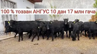 АБЕРДИН АНГУС БУКАЛАР 100% ТОЗЗАЛАРИ. 903057667 манзил кукон. наймансойда.