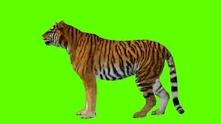 Tiger Green Screen| Green Screen Tiger| Green Screen Tiger Standing and Looking Around| No Copyright