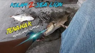 🔵Ep-2 Kolam 2 Sea Lion | Mancing kolam air masin #jenahak #shimanoalivio   #seahawkcarbonsens