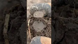 😱ВЫКОПАЛ МНОГО СТАРИННЫХ МОНЕТ🔥🔥 #серебро #коп #equinox #находка #монета #клад #shorts