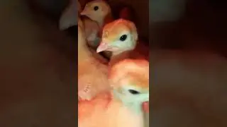 Началось в деревне Утро!🐥☀️