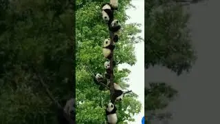 помогите посчитать медведей
