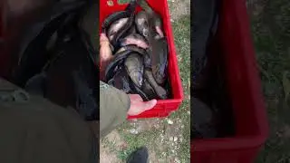 Платная рыбалка, пруд Чёрные камни 12.06.23. Запустили линька .