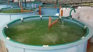 Commercial Aquaponics Farm Training? This is IT!