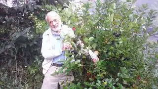 Aronia: The amazing superfood that is easy to grow!