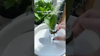 Propagate ZZ Plant by its stem cuttings 🌱 