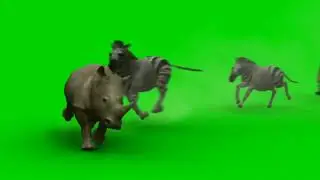 zoo animal stampede green screen