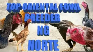 LEGIT BREEDER NG MANOK NA SHAMO SA NORTHERN LUZON | DADDY MIKE VLOGS
