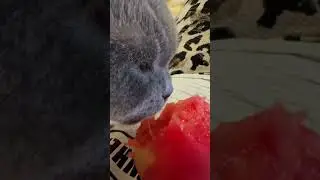 Кот ест помидор