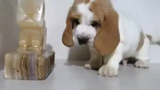 cachorros Basset Hound líneas Europeas Disponible.