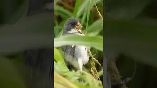 Chorão / Sporophila leucoptera🙂 #birds #faunabrasileira #passaros #nature