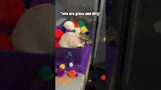 nothing happier than a rat in a bath