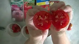 Дегустация 2024   № 4