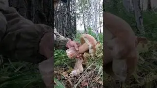 Грибы #боровики
