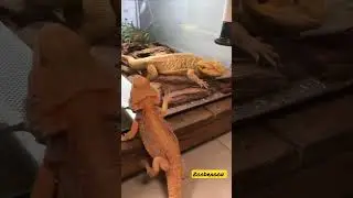 Бородатые агамы устраивают разборки. Самцы агам показывают кто сильнее