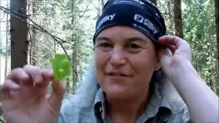 Forest, flowers and a big hobostove
