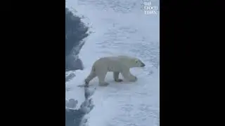 Smart polar bear is a bit too careful while moving over