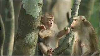Monkey Leo has a unique physique that is good to look at. when he eats, always thinks of his Libby.