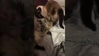 От любви к ссоре один шаг #кошки #кот
