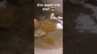 что это😳? #едаялюблютебя #готовимдома #чипсы