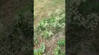 Токсичное растение.  Болиголов пятнистый. Будьте осторожны.
