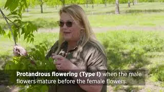 Identifying Pecan Tree Flowers