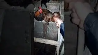 Петя, співай!