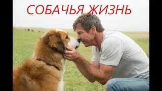 #СобачьяЖизнь
