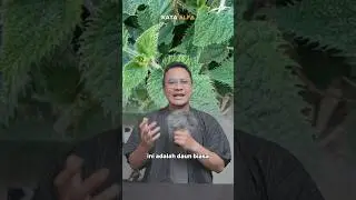 Daun Gympie Gympie