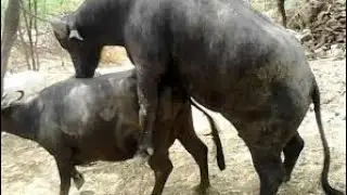 Buffalo Big sex  Attack Full HD 2019 | By top4u Youtube