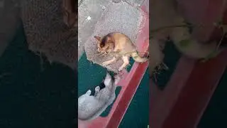 fighting between cute two kitties
