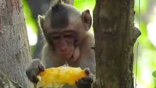 Did monkey mom Carol give up her baby corpse?