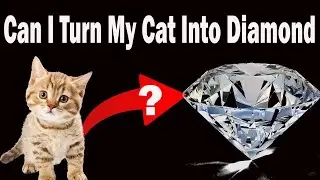 How to Change Cat into Diamond | Can I Change My Cat into Diamond?