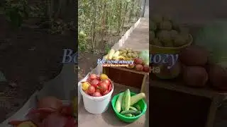 На даче всё есть как на базаре