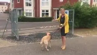 Molly and Jasper - Back to School