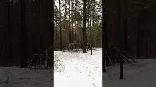 Осенний, почти Зимний лес