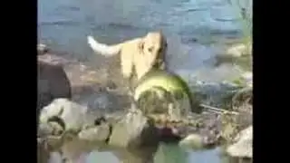 Пёс ловит рыбу , Dog fishing