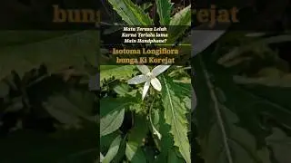 Did You Know : Ki Korejat - Isotoma longiflora #herbal
