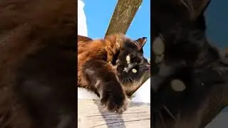 Я для кого стараюсь? 🤓