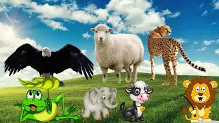ANIMAL UNIVERSE - JAGUAR, GOAT, EAGLE, LION, COW, PANDA, GORILLA, WOLF, HORSE..