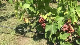 Виноград Дубовский розовый на 28.07.2019