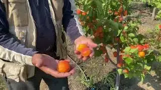 Абрикос позднего срока созревания сорт Фаралия
