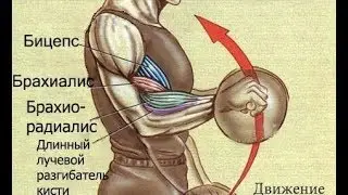 Forgotten but Powerful Muscles! Brachialis and Brachiradialis How to Train