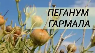 ПЕГАНУМ ГАРМАЛА // Альтернативная медицина
